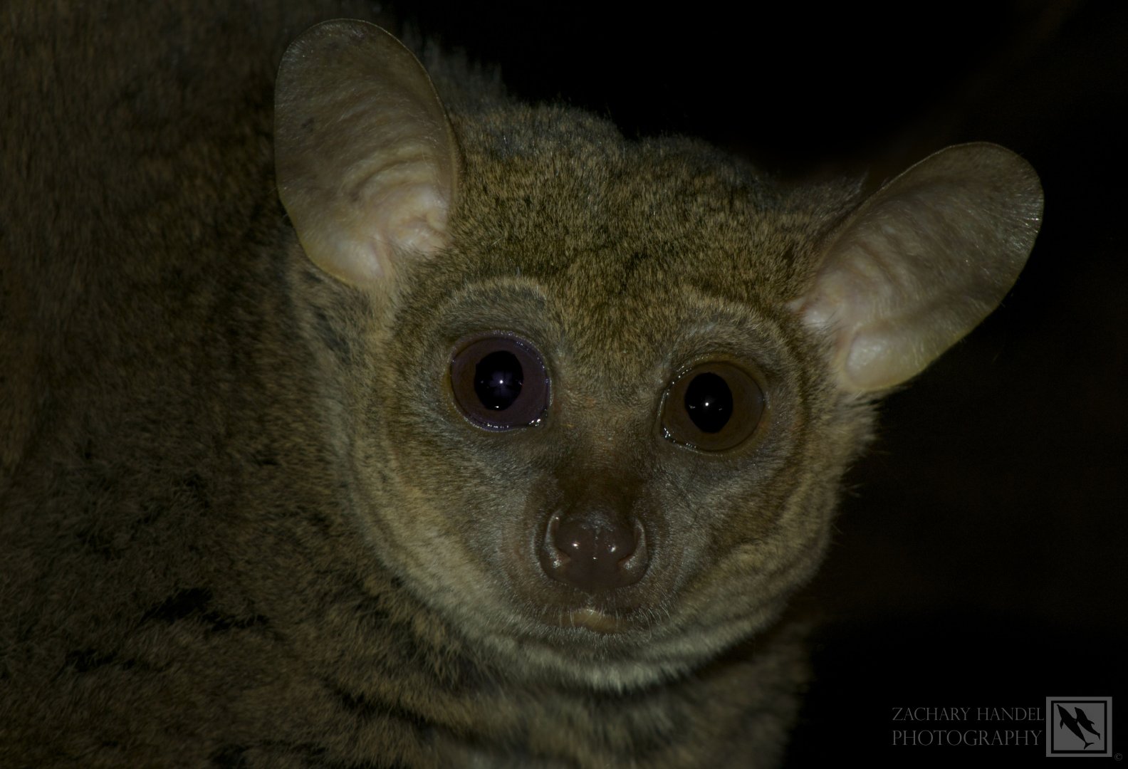 Feb. 2017 - Jungle Trails - Garnett's Galago