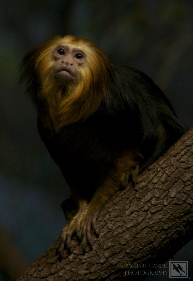 Feb. 2017 - Jungle Trails - Golden-headed Lion Tamarin