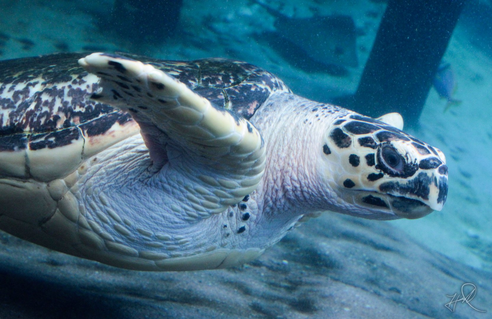 Feb. 2017 - Manatee Coast - Buddy, The Hawksbill Sea Turtle