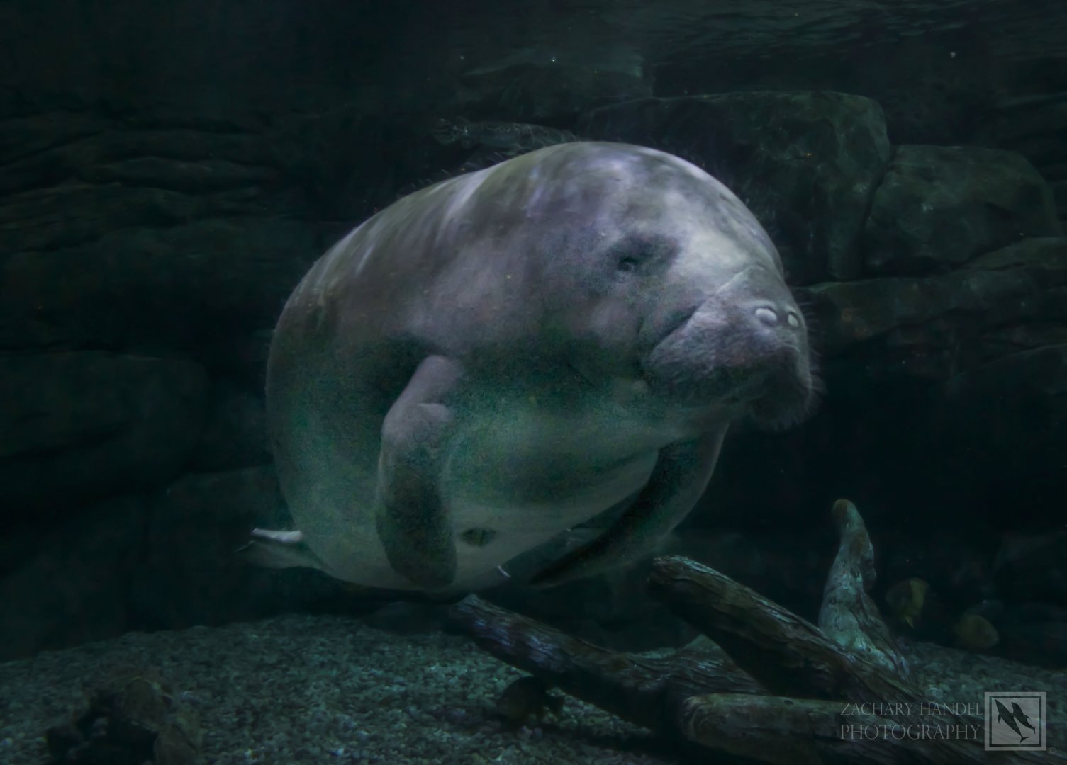 Feb. 2017 - Manatee Springs - BamBam