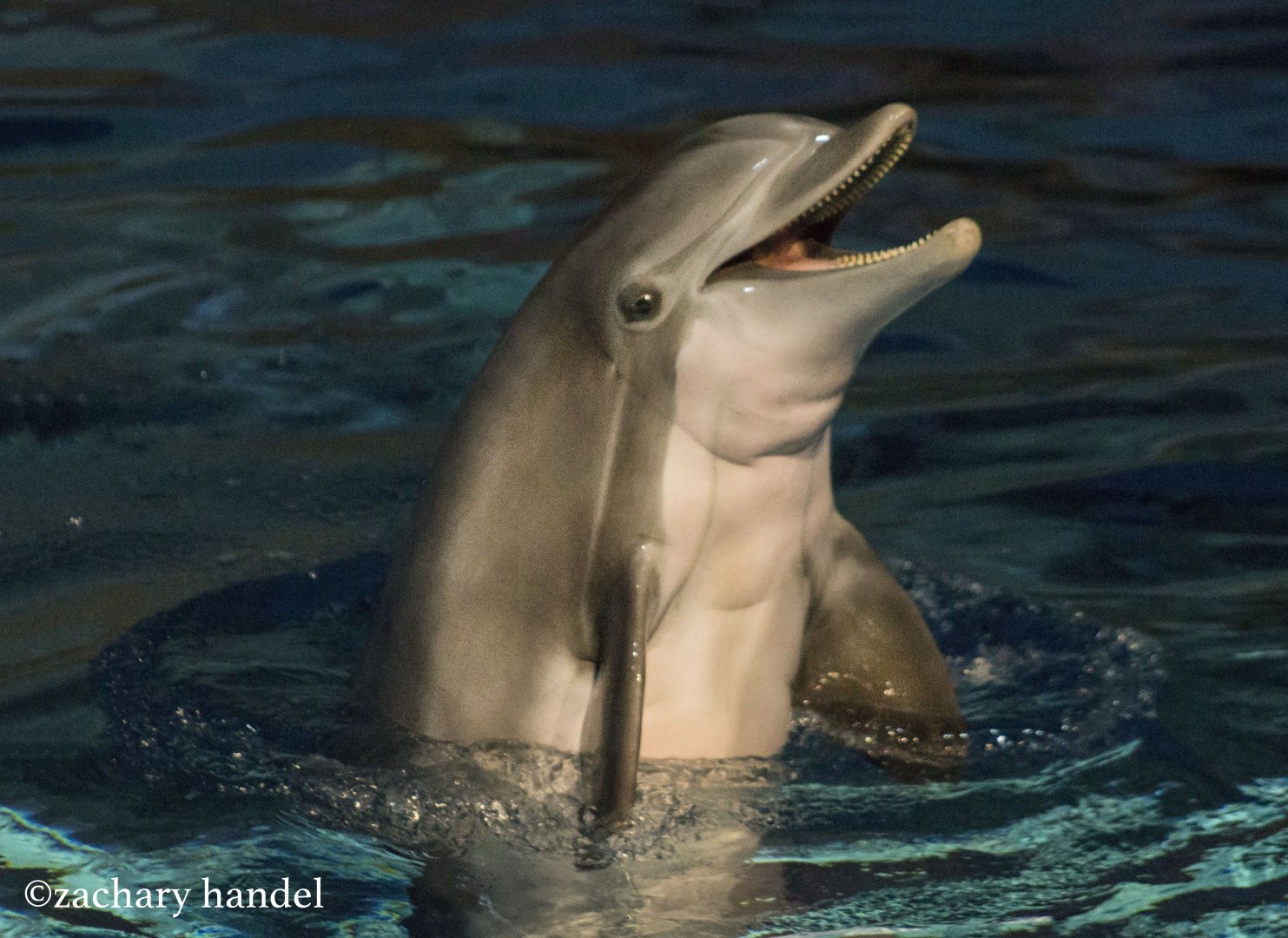 Feb. 2017 - Marine Mammals - Atlantic Bottlenose