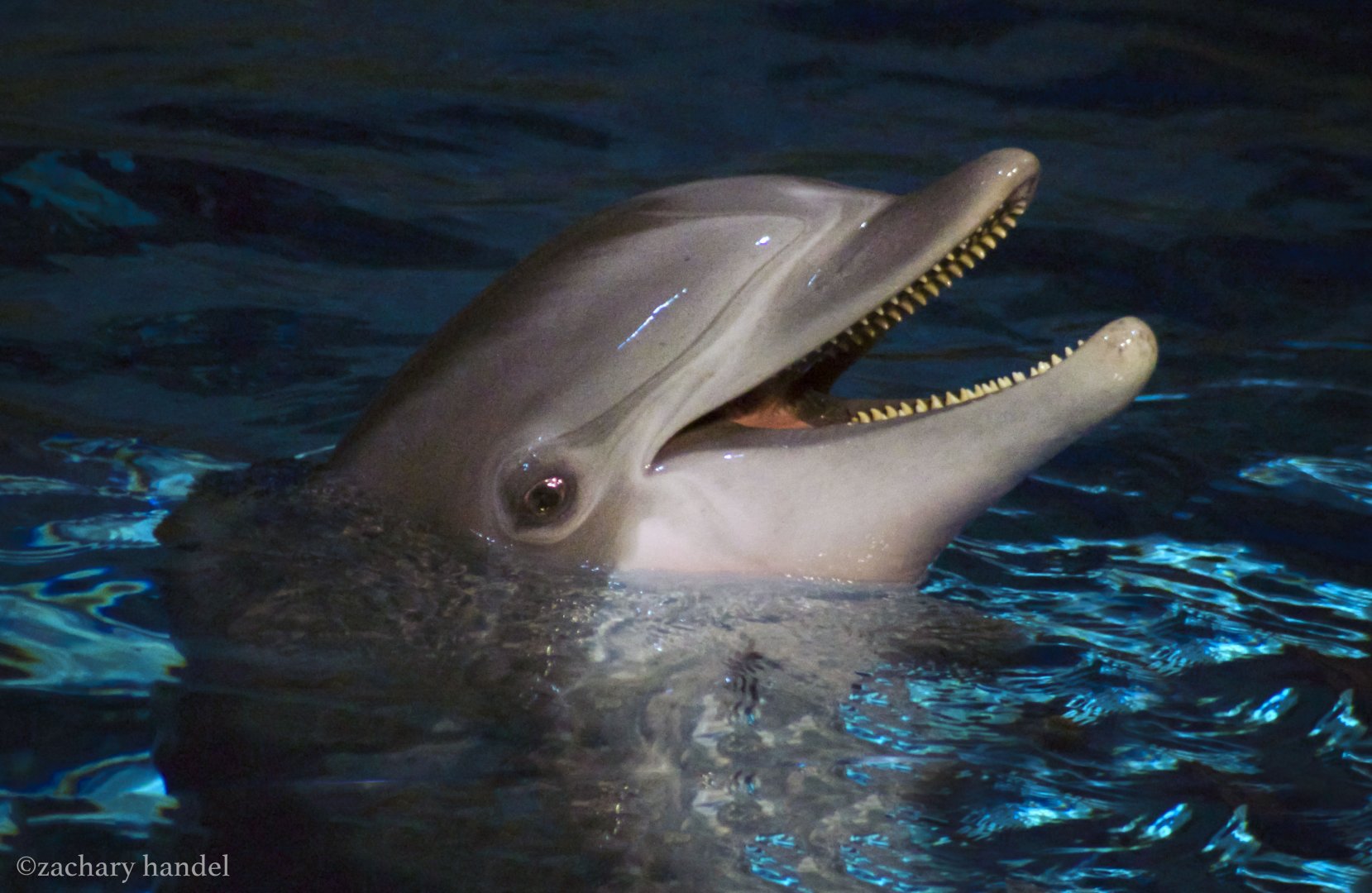 Feb. 2017 - Marine Mammals - Atlantic Bottlenose