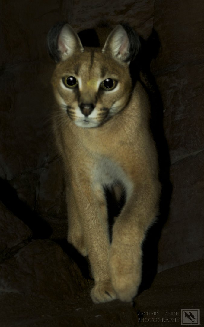 Feb. 2017 - Night Hunters - Caracal