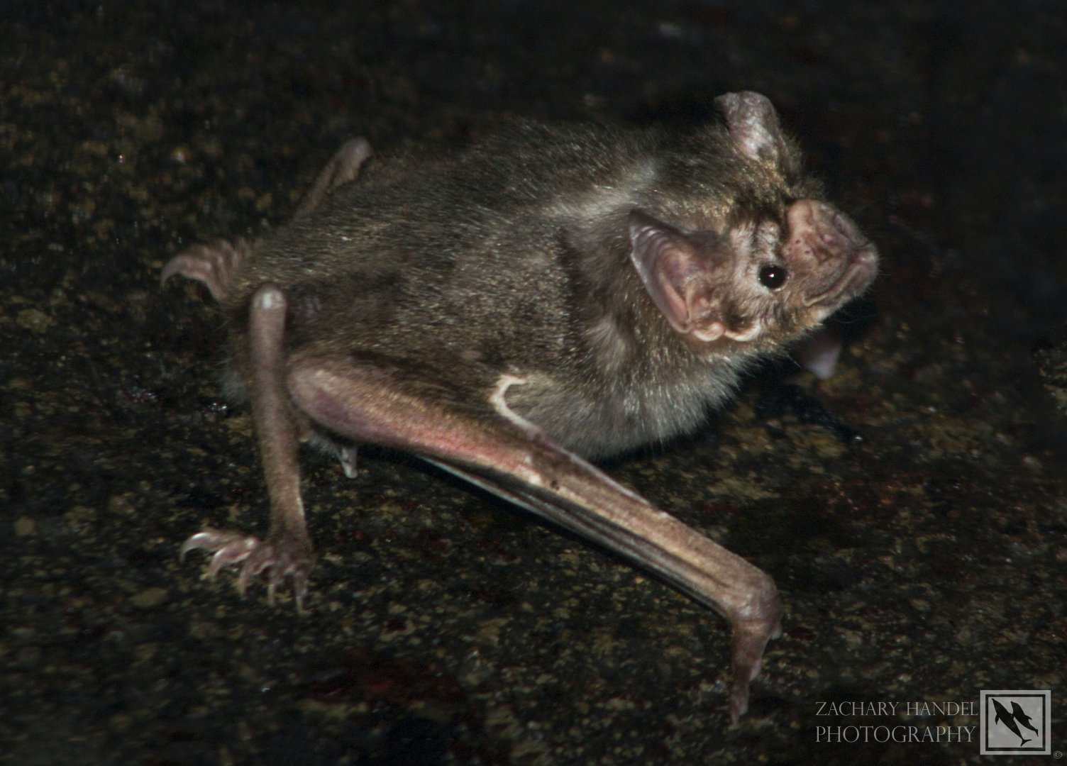 Feb. 2017 - Night Hunters - Common Vampire Bat