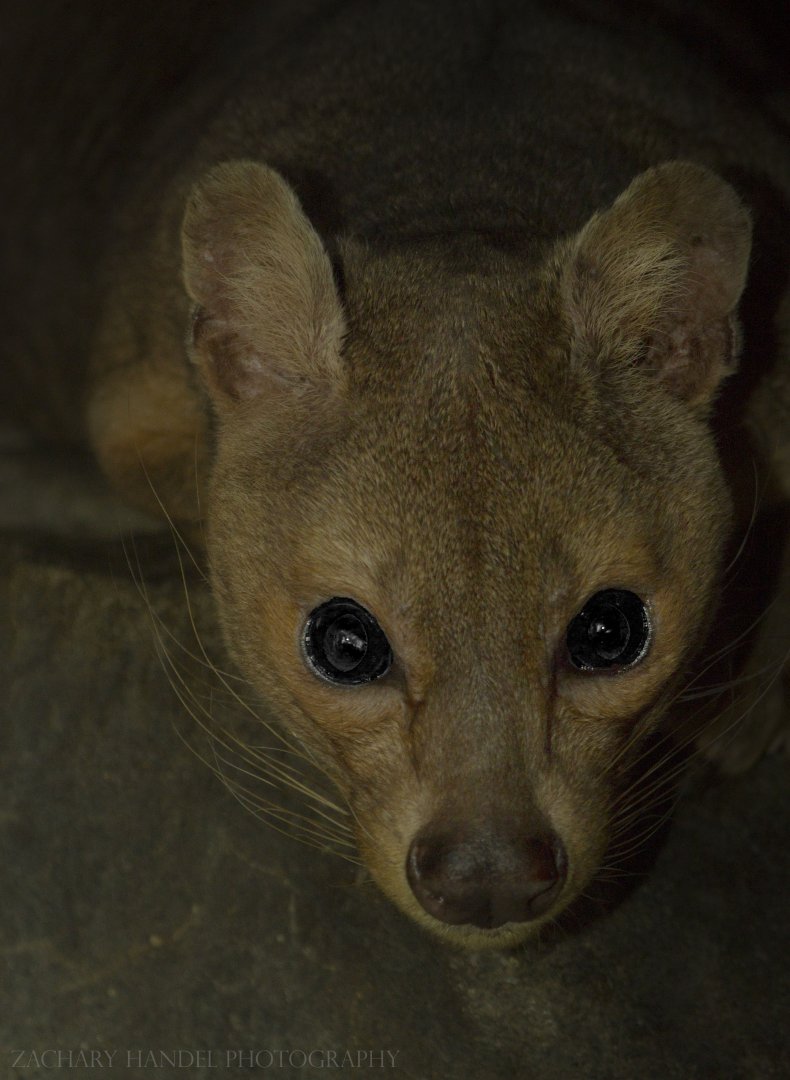 Feb. 2017 - Night Hunters - Fossa