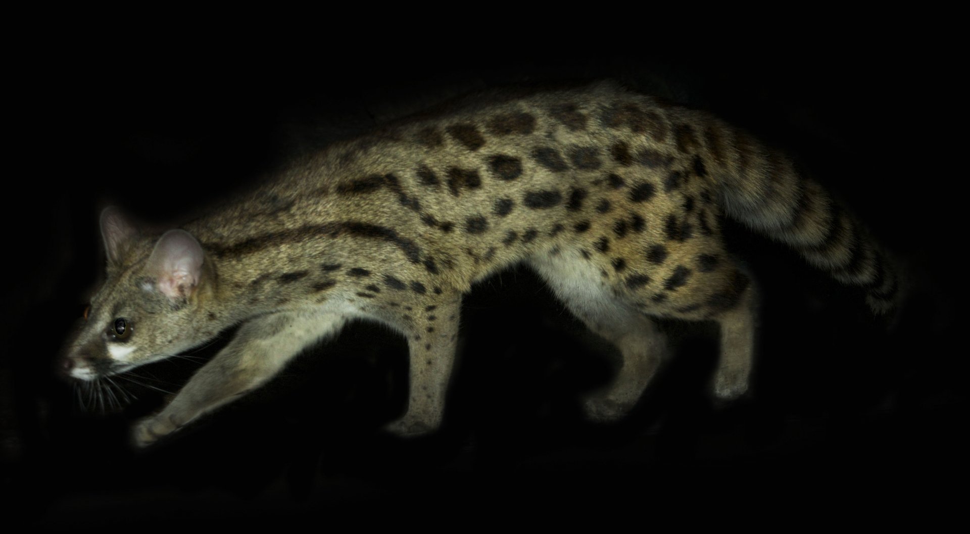 Feb. 2017 - Night Hunters - Large-spotted Genet