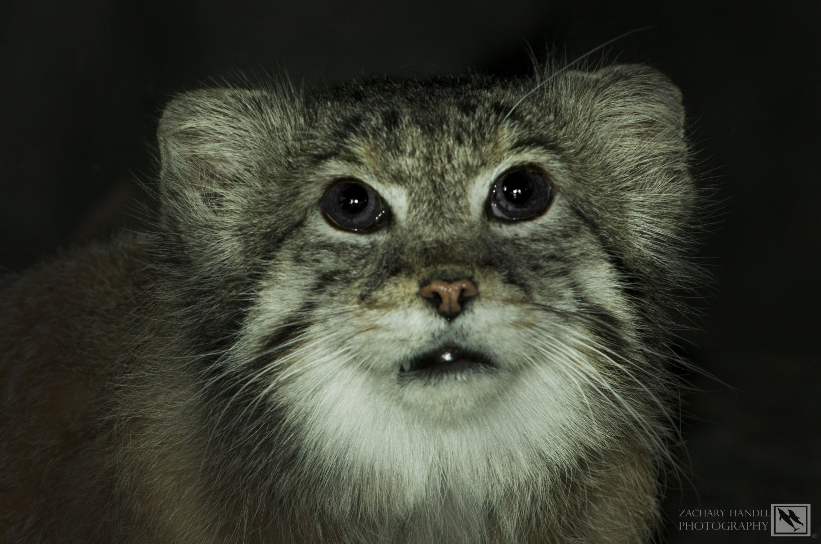 Feb. 2017 - Night Hunters - Pallas Cat (First Photo)