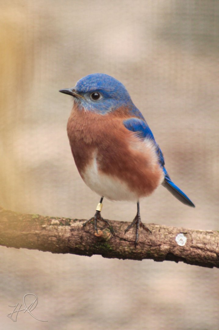 Feb. 2017 - North America - Eastern Bluebird