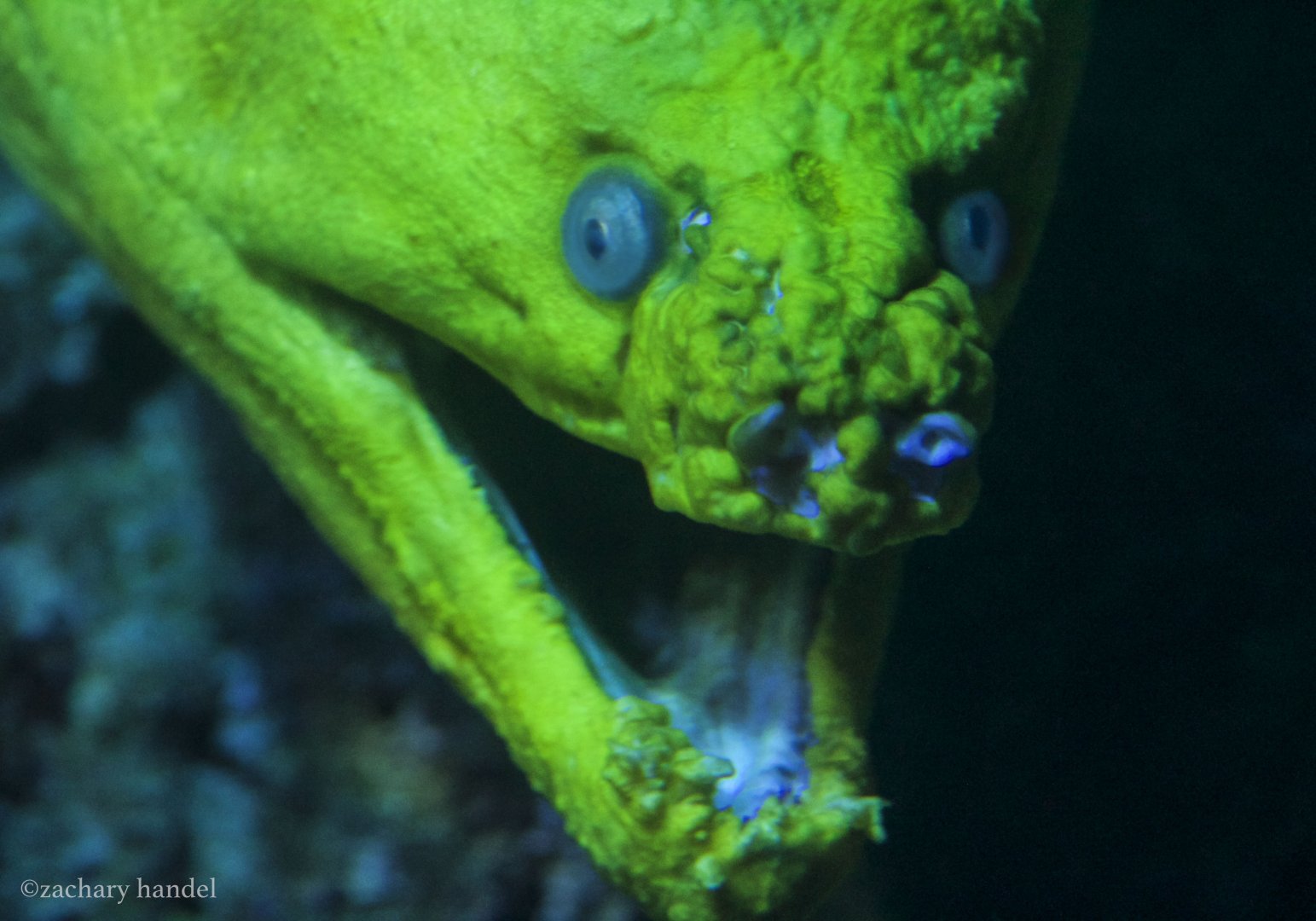 Feb. 2017 - Oceans - Green Moray