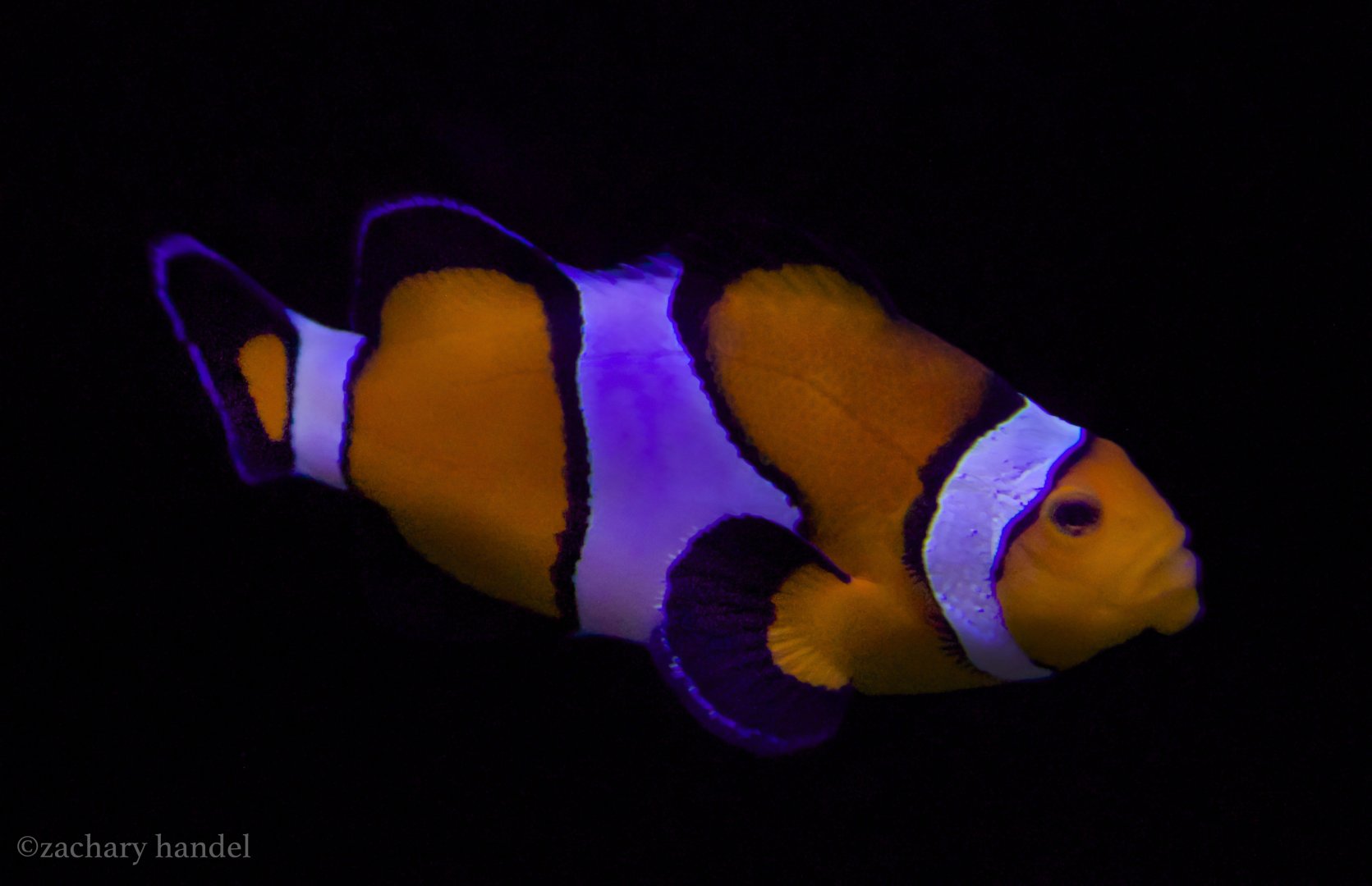 Feb. 2017 - Oceans - Percula?