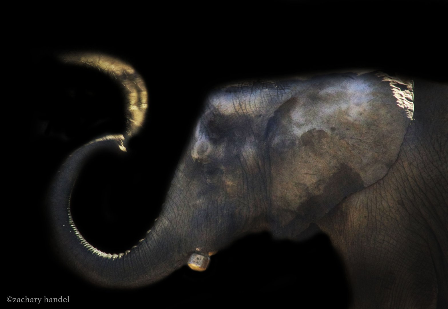 Feb. 2017 - Plains - Bush Elephant