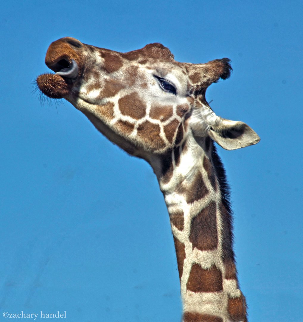 Feb. 2017 - Plains - Giraffe