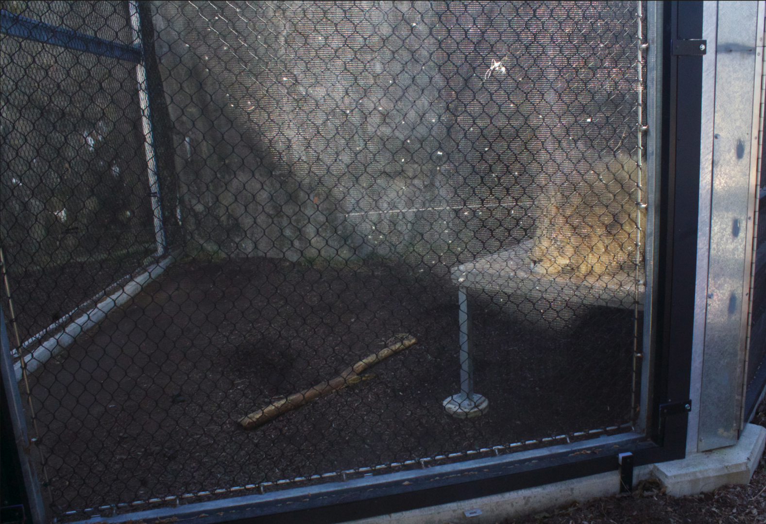 Feb. 2017 - Plains - Lion Demonstration Exhibit (Nyack's Temporary Outdoor Yard)