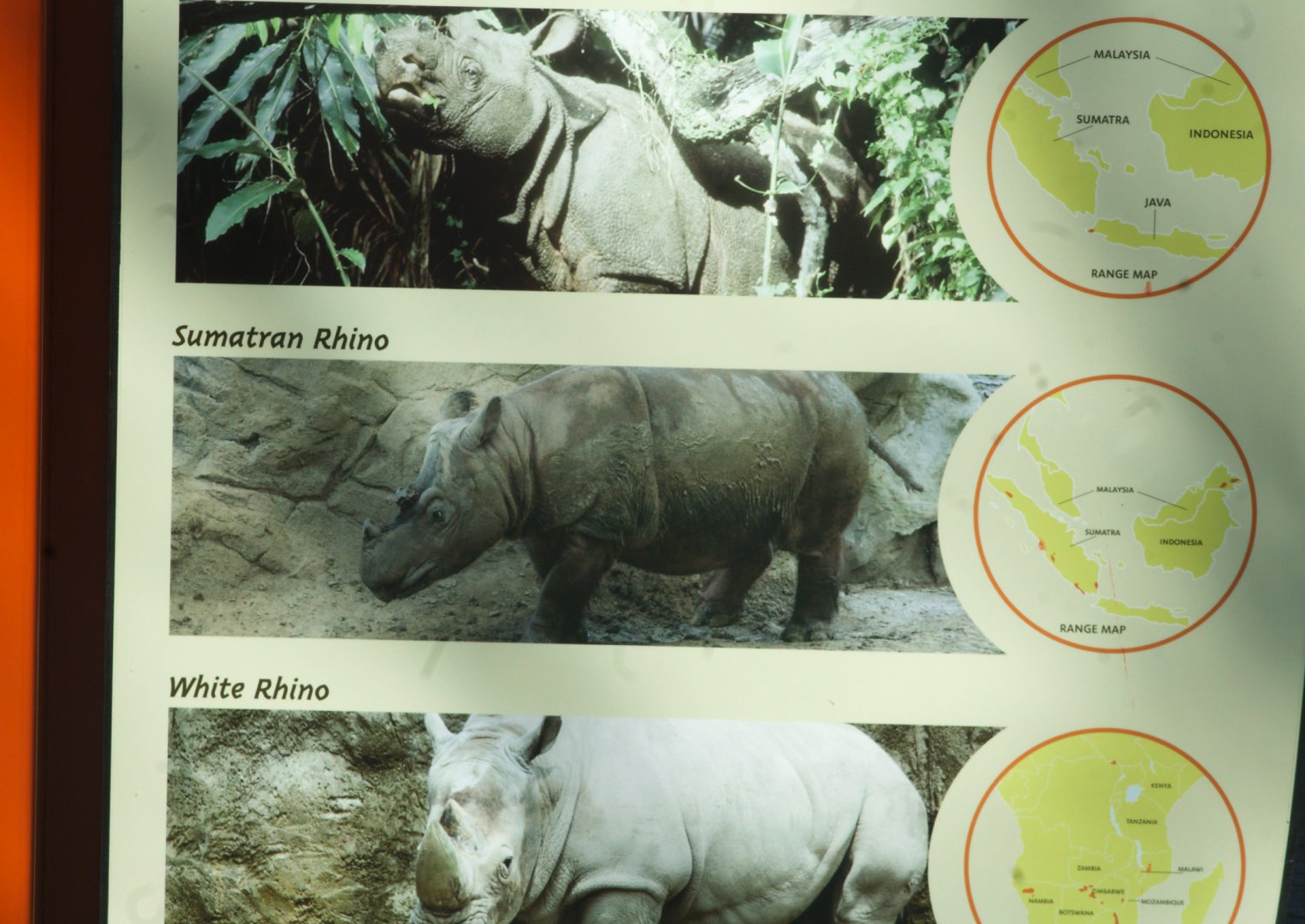 Feb. 2017 - Plains - White Rhino Exhibit - Photo of Emi