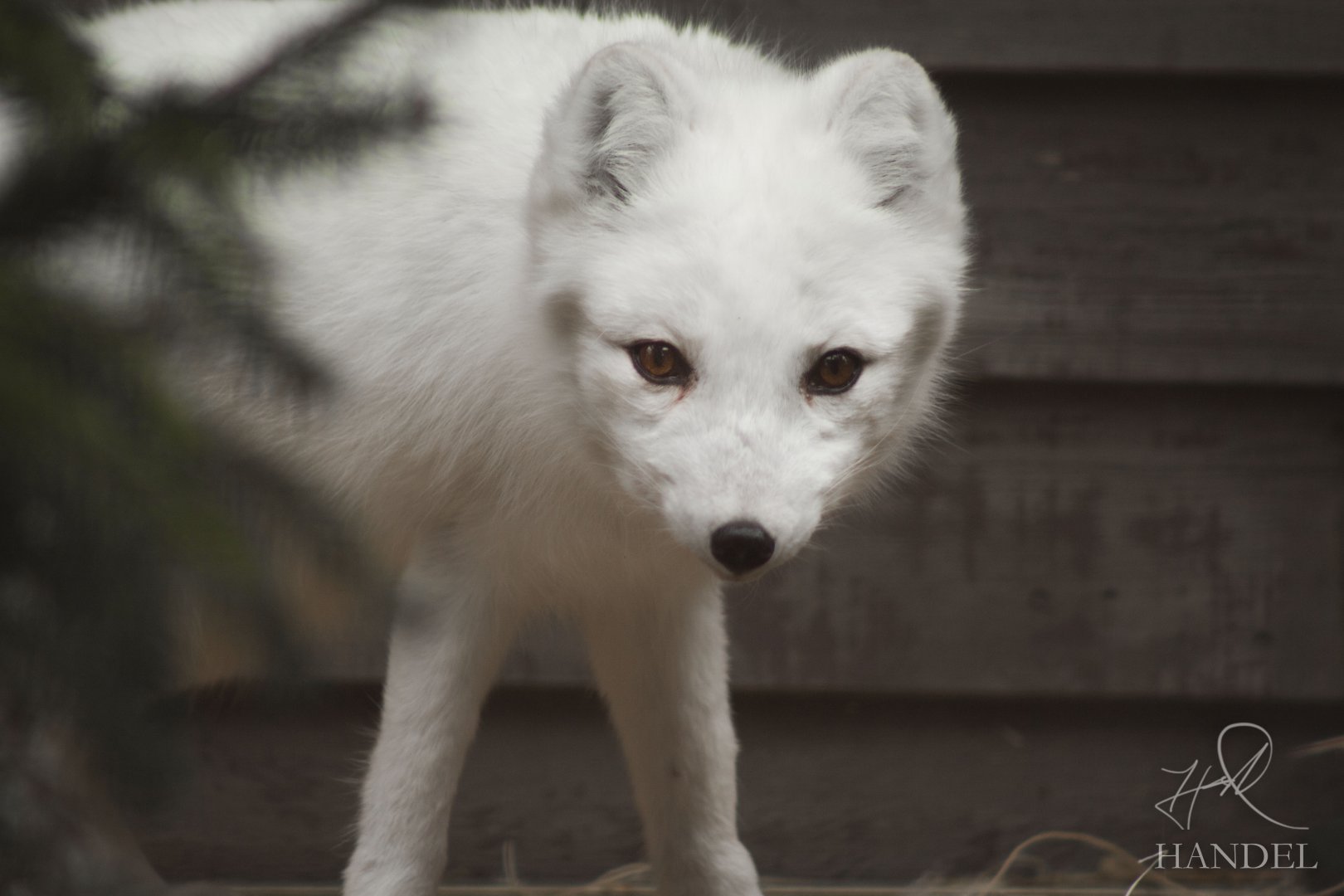 Feb. 2017 - Polar Frontier - Arctic Fox