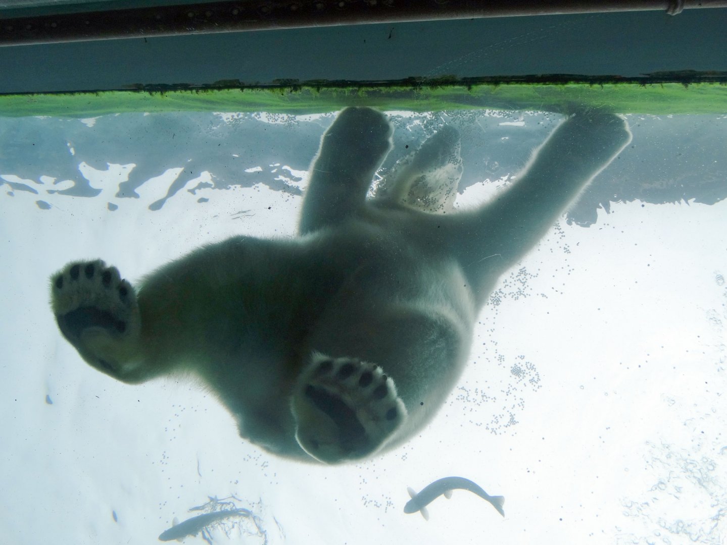 Feb. 2017 - Polar Frontier - Polar Bear Right Above