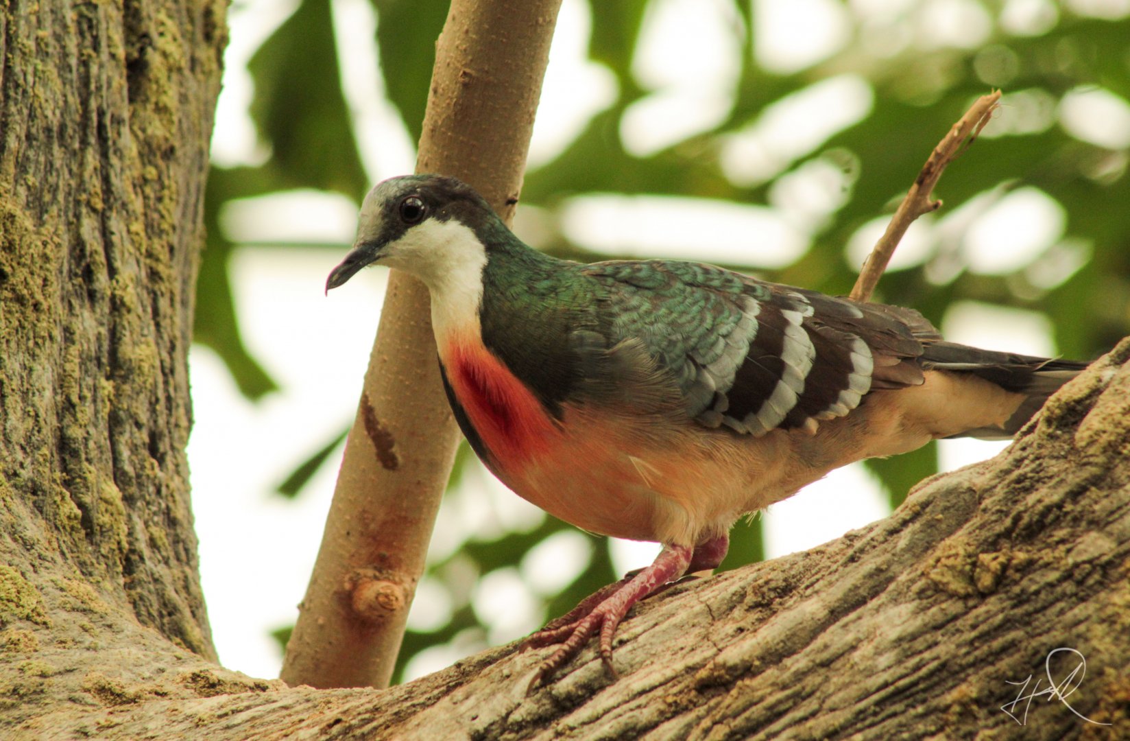 Feb. 2017 - Raodhouse - Luzon Bleeding Heart