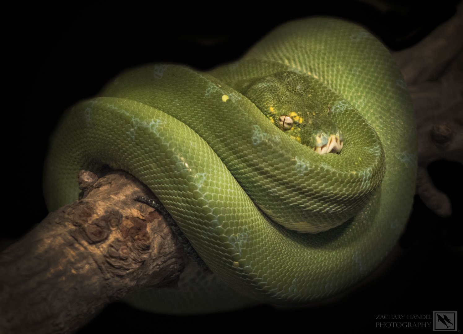 Feb. 2017 - Reptile House - Green Tree Python