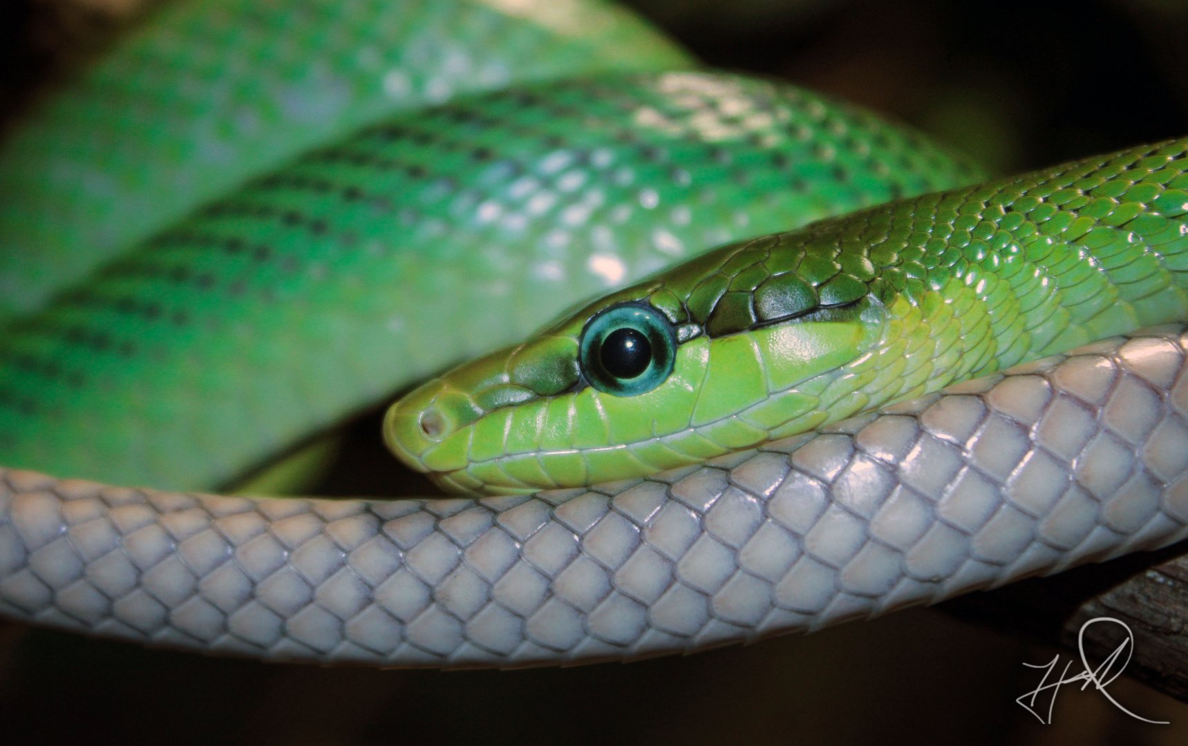 Feb. 2017 - Reptile House - Red-tailed Green Rat Snake