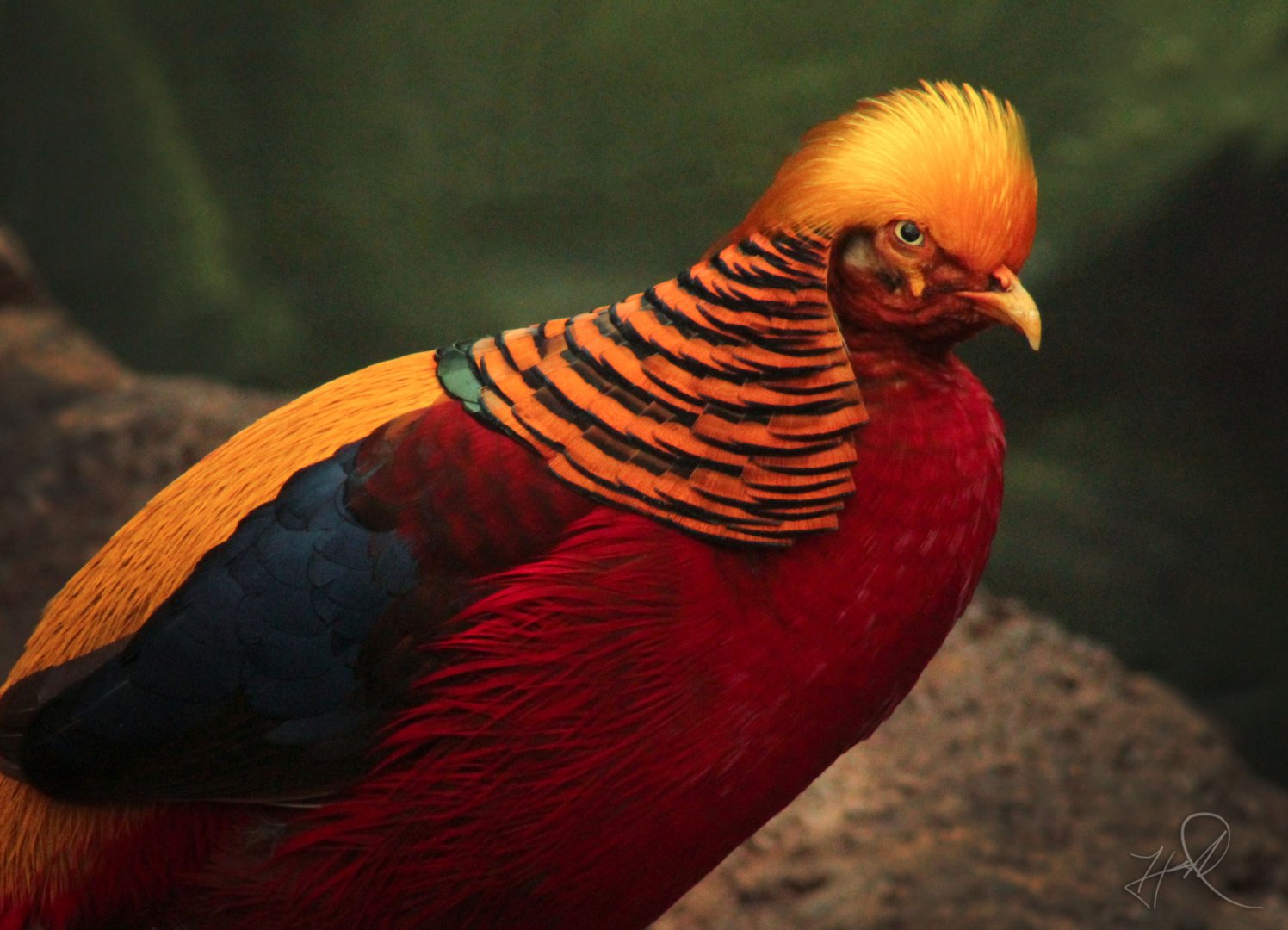 Feb. 2017 - Roadhouse - Golden Pheasant