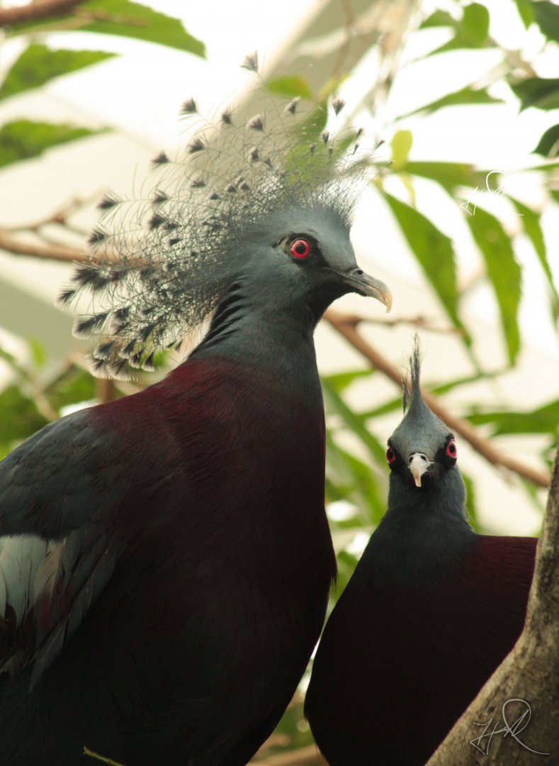 Feb. 2017 - Roadhouse - Victoria Crowned Pigeon