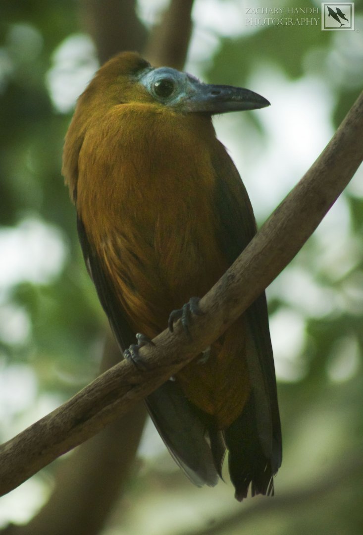Feb. 2017 - Wings of the World - Capuchinbird