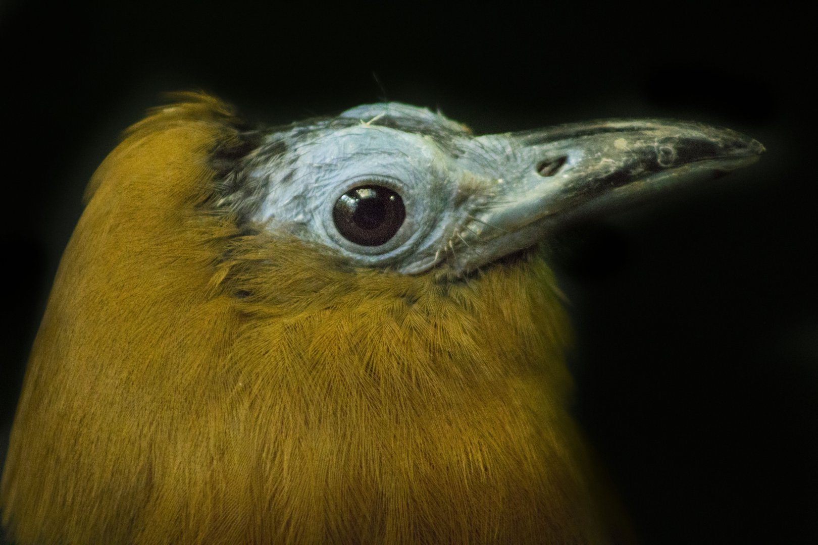 Feb. 2017 - Wings of the World - Capuchinbird