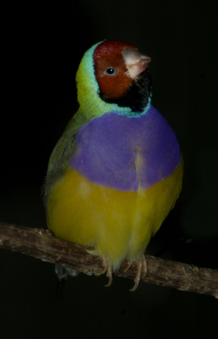 Feb. 2017 - Wings of the World - Gouldian Finch