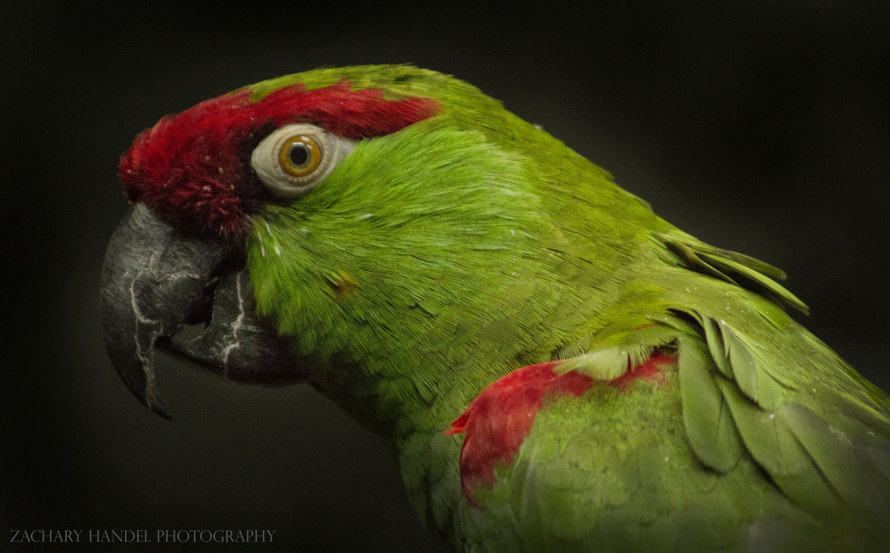 Feb. 2017 - Wings of the World - Thick-billed Parrot