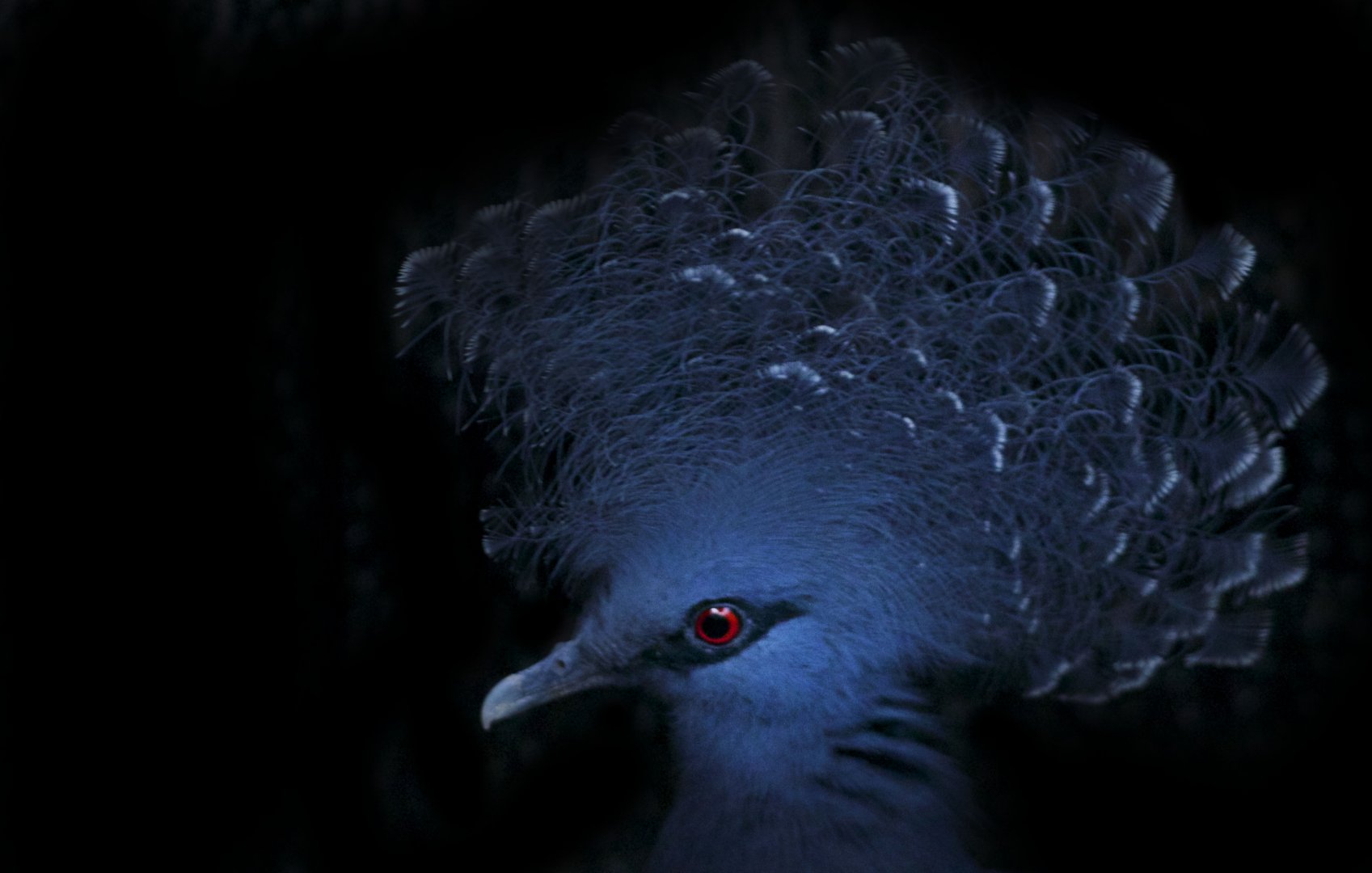 Feb. 2017 - Wings of the World - Victoria Crowned Pigeon
