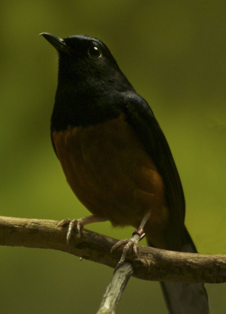 Feb. 2017 - Wings of the World - White-rumped Shama