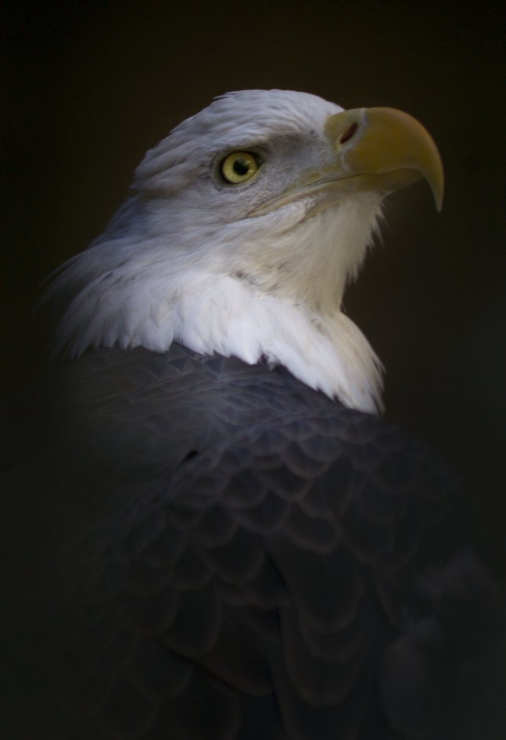 Feb. 2017 - Wings of Wonder - Sam