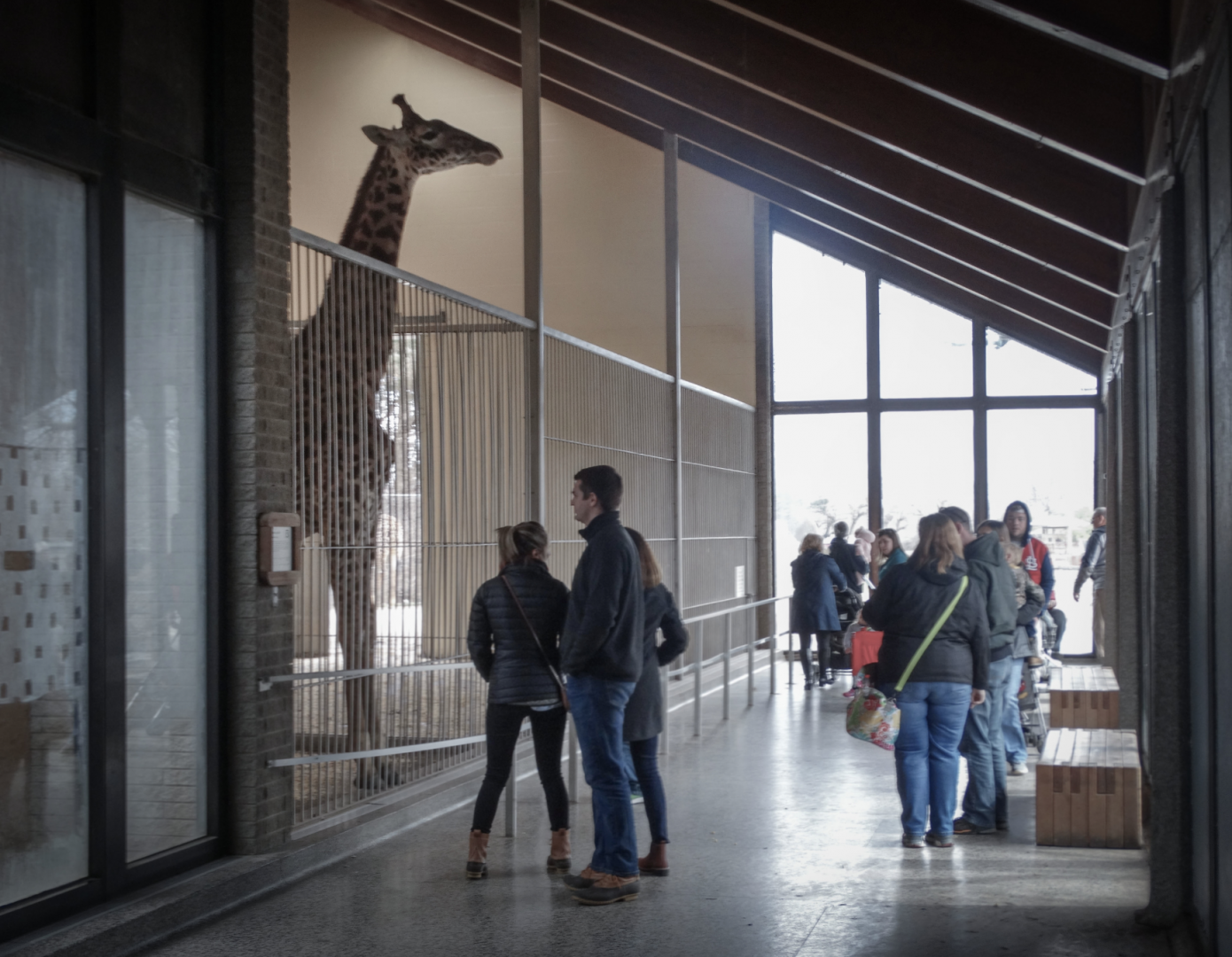 Feb. 2018 - African Savannah - Giraffe House