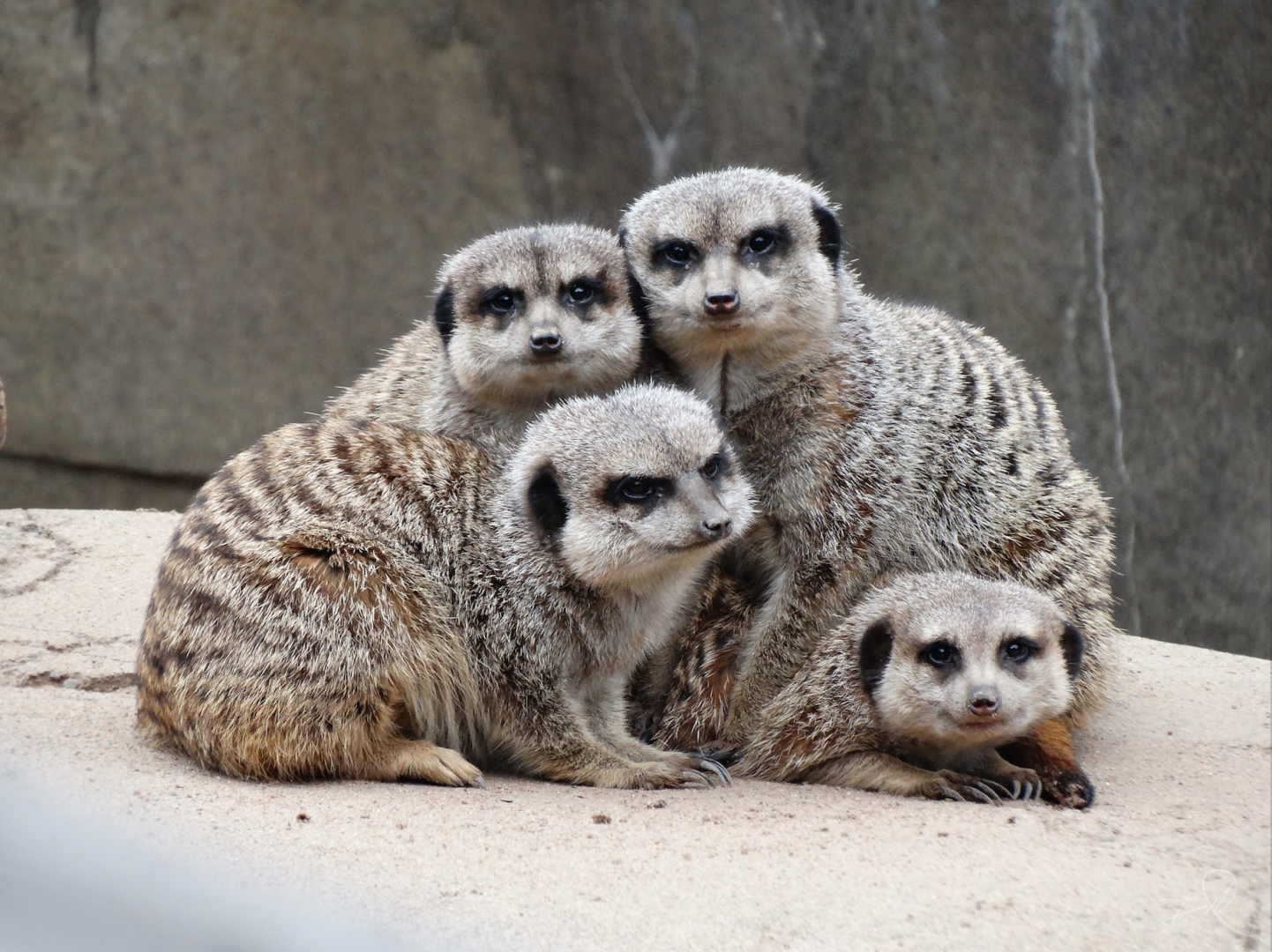 Feb. 2018 - African Savannah - Meerkats