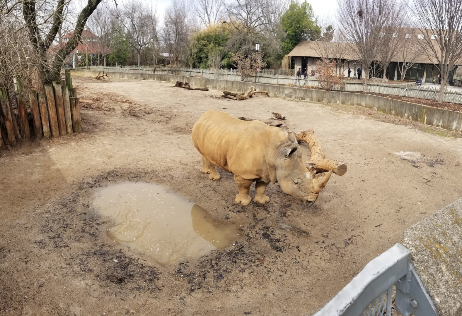 Feb. 2018 - African Savannah - Southern White Rhino Exhibit Pano
