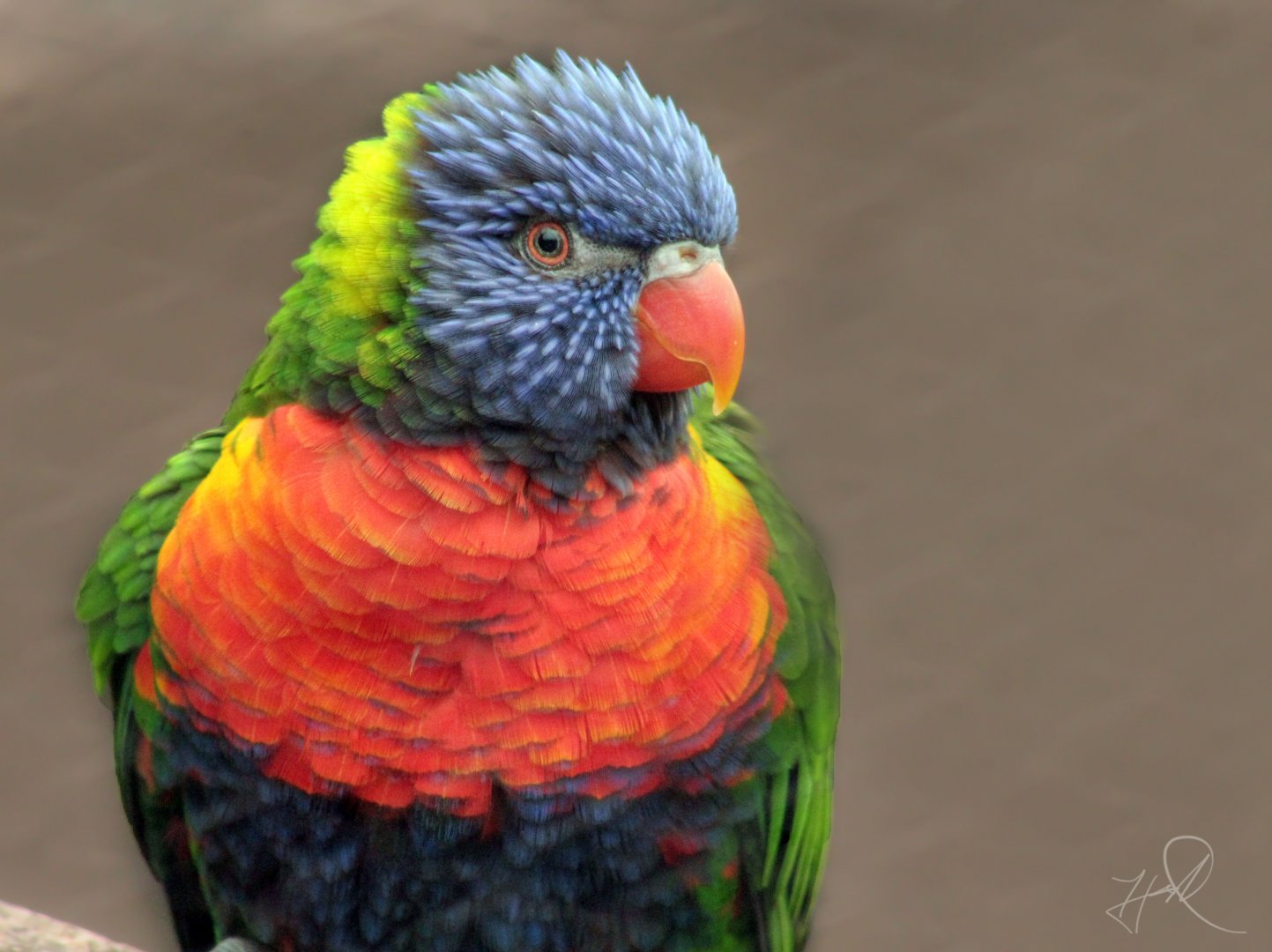 Feb. 2018 - Australia - Rainbow Lorikeet