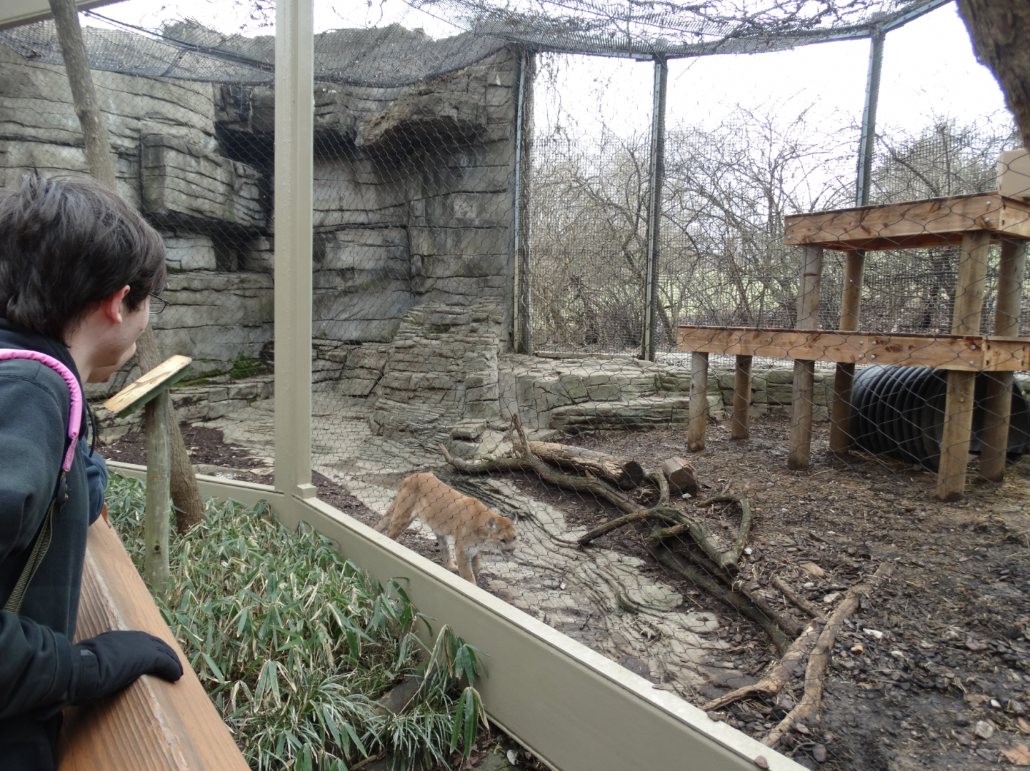 Feb. 2018 - Cats of the America - Puma Exhibit