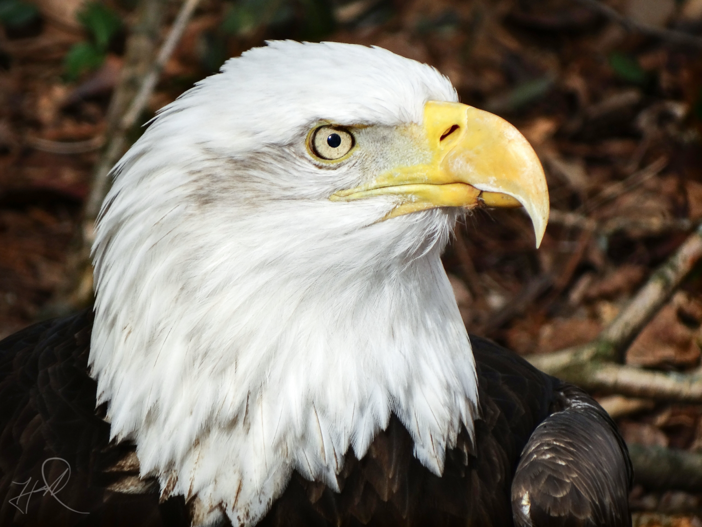 Feb. 2018 - Cats of the Americas - Bald Eagle