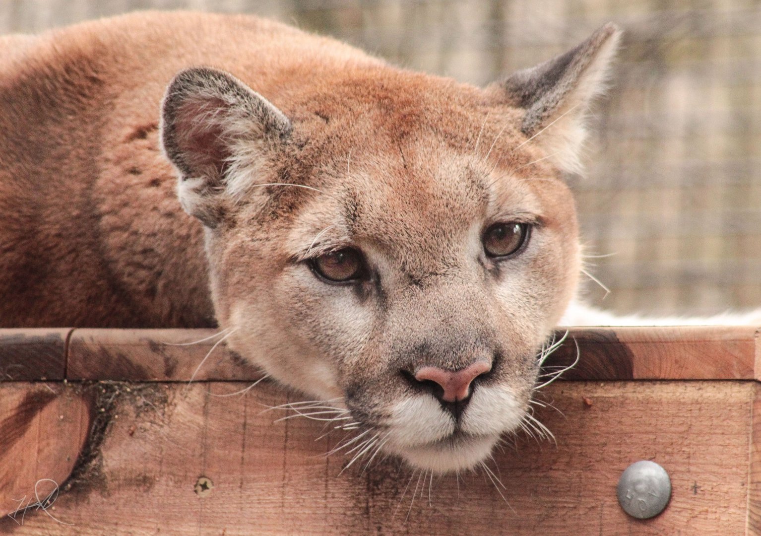 Feb. 2018 - Cats Of The Americas - Becca, The Puma