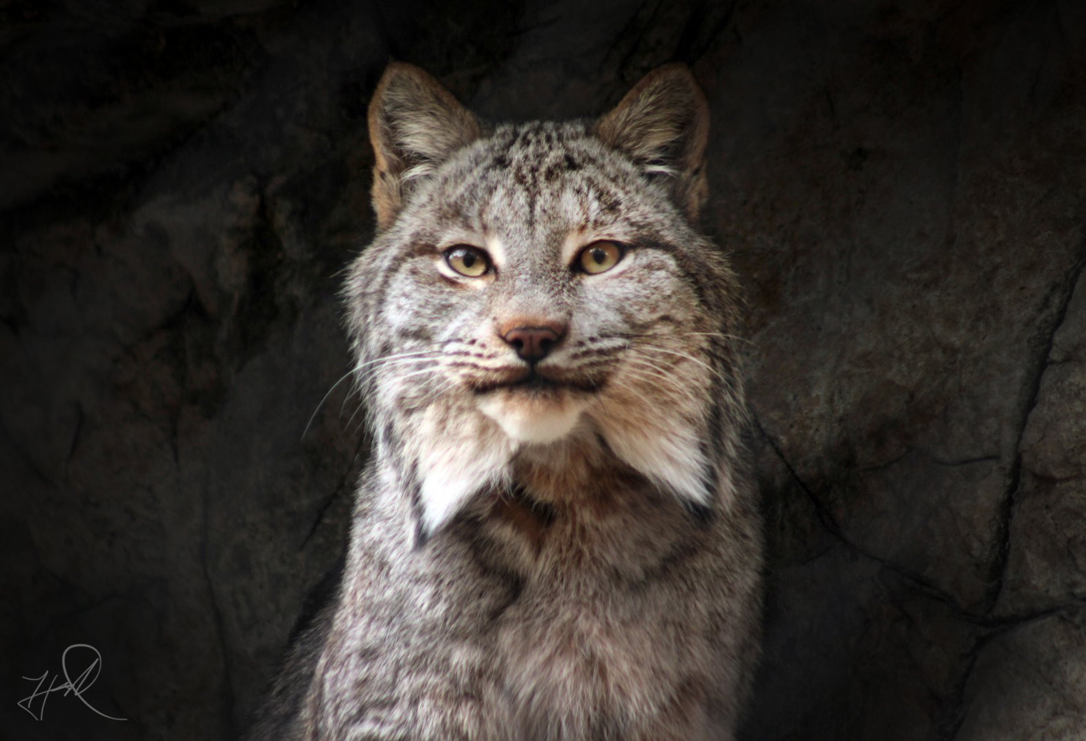 Feb. 2018 - Cats Of The Americas - Canada Lynx