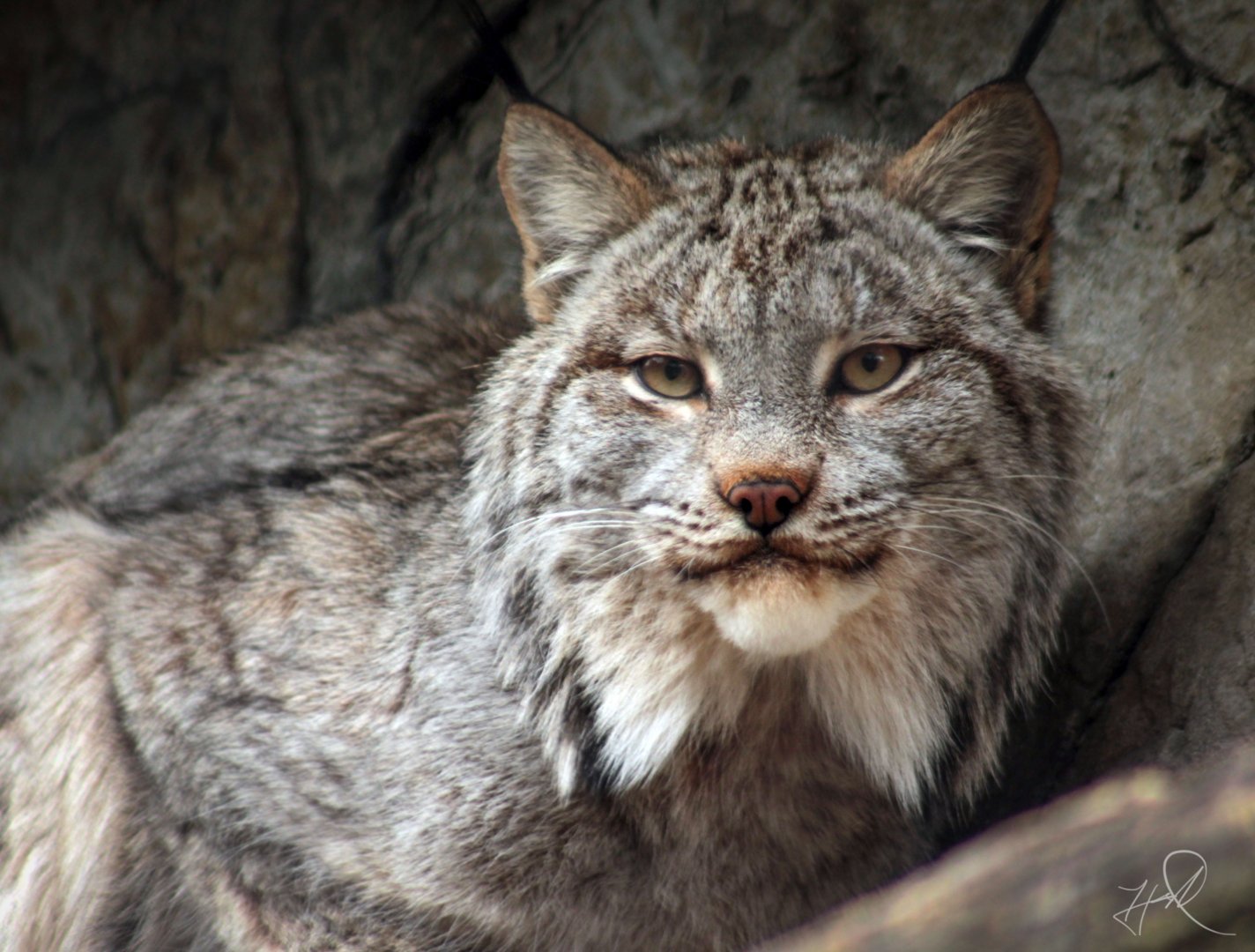 Feb. 2018 - Cats Of The Americas - Canada Lynx