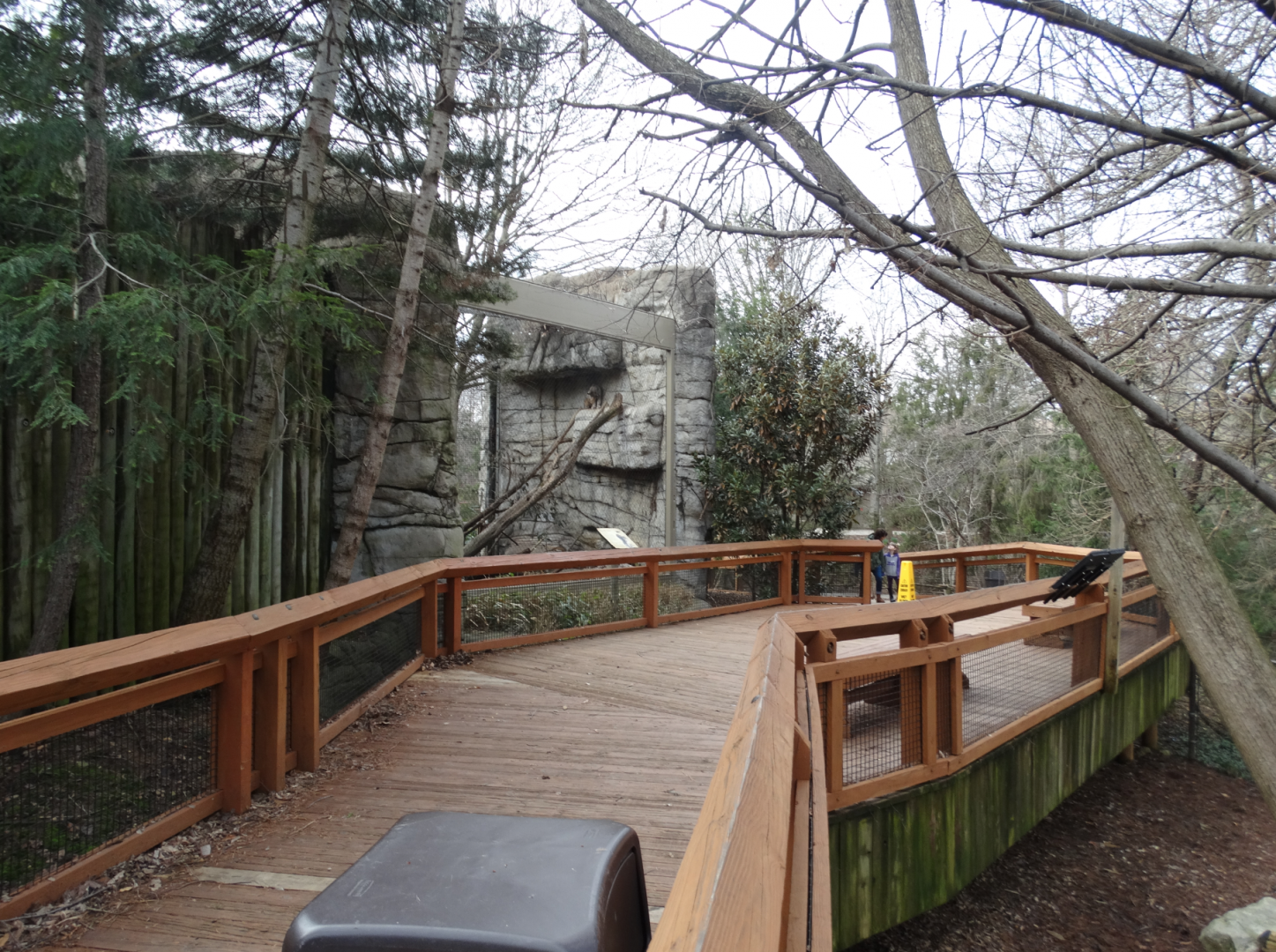 Feb. 2018 - Cats of the Americas View