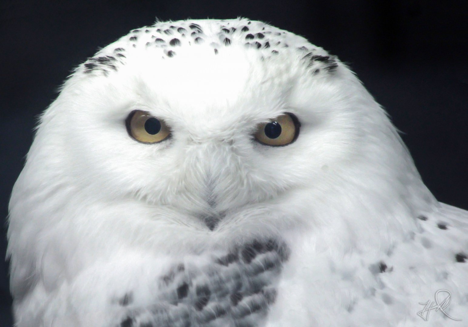 Feb. 2018 - Glacier Run - Snowy Owl
