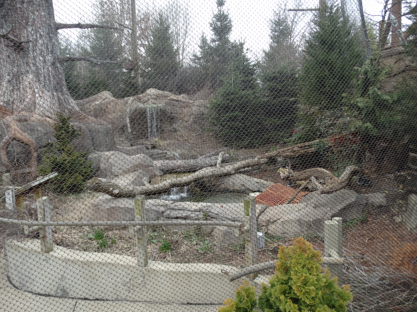 Feb. 2018 - Glacier Run - Waterfowl Exhibit in the Steller's Sea Eagle Aviary (3 Species)