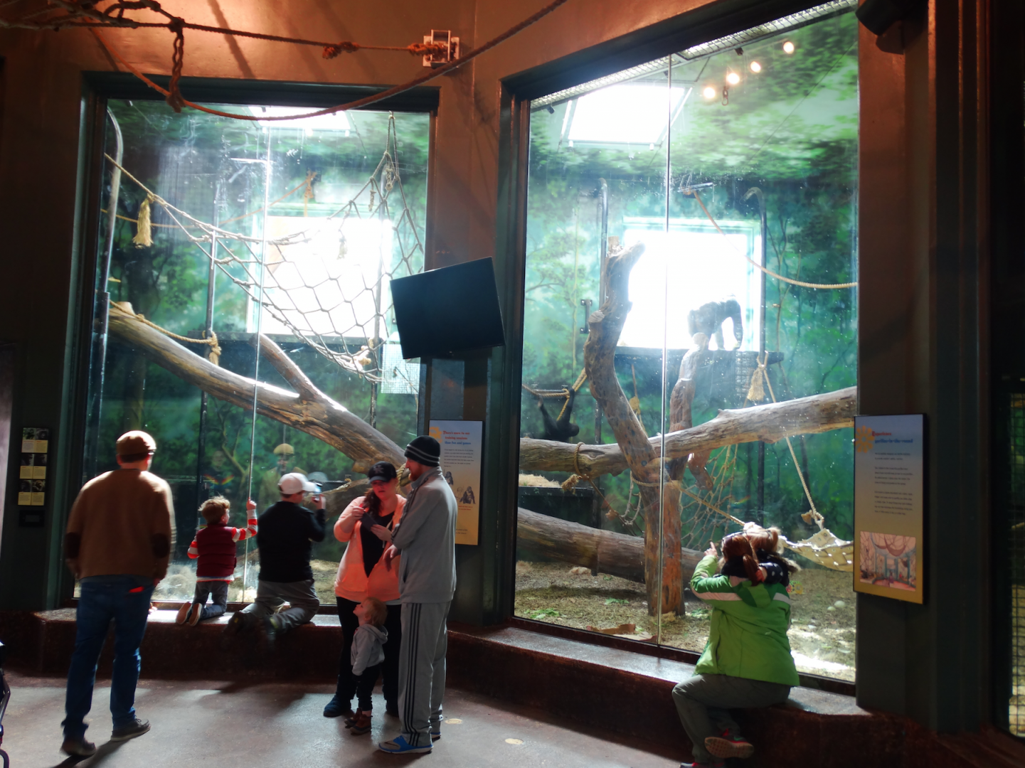 Feb. 2018 - Gorilla Forest - Gorilla Sanctuary - First Indoor Exhibit