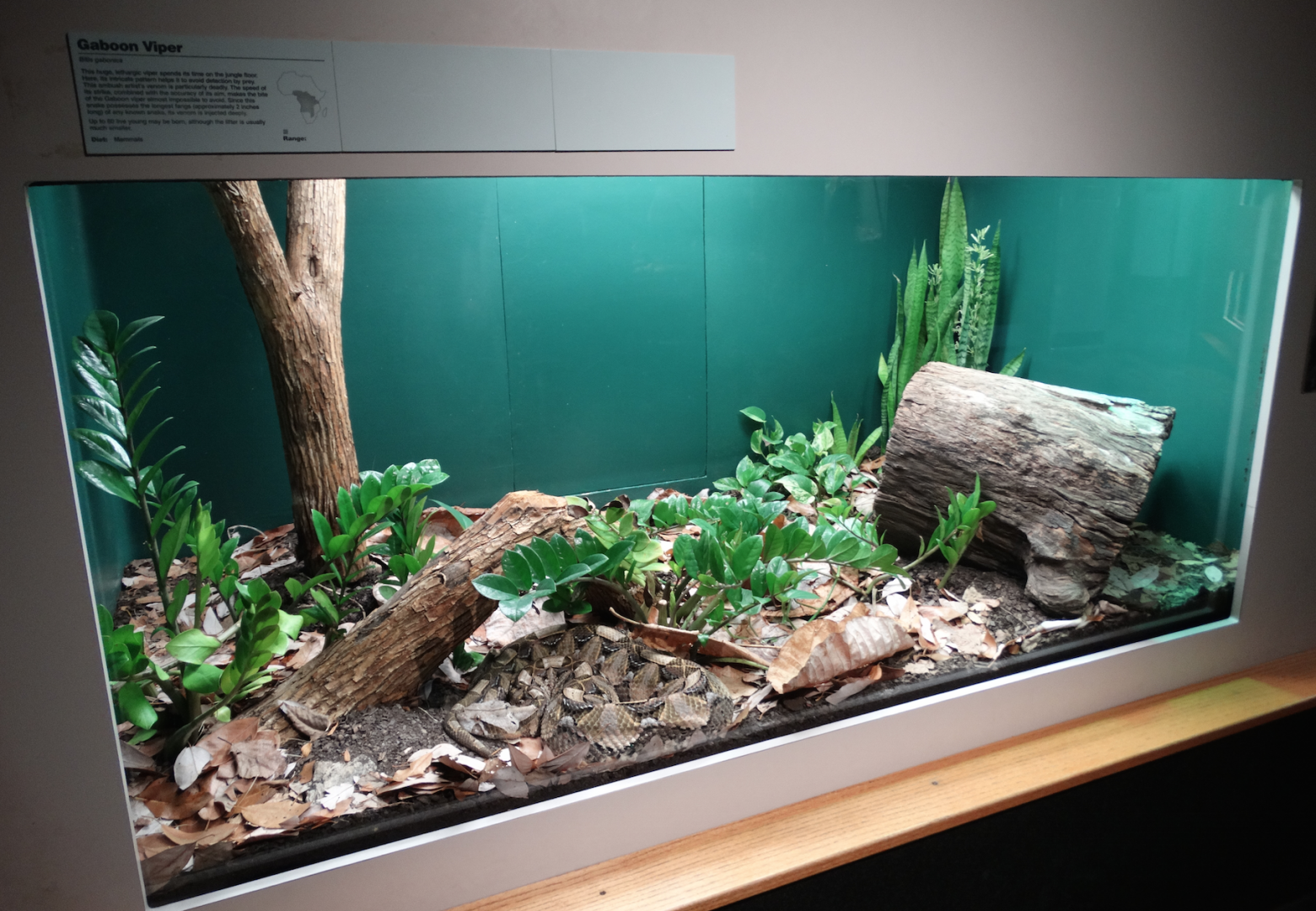 Feb. 2018 - HerpAquarium - Gaboon Viper Exhibit