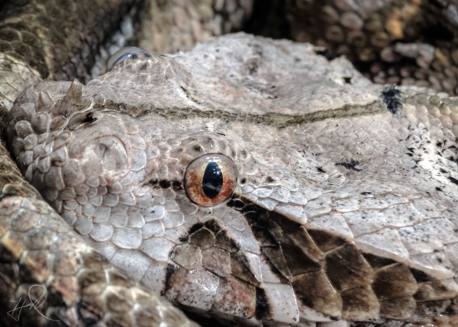Feb. 2018 - HerpAquarium - Gaboon Viper