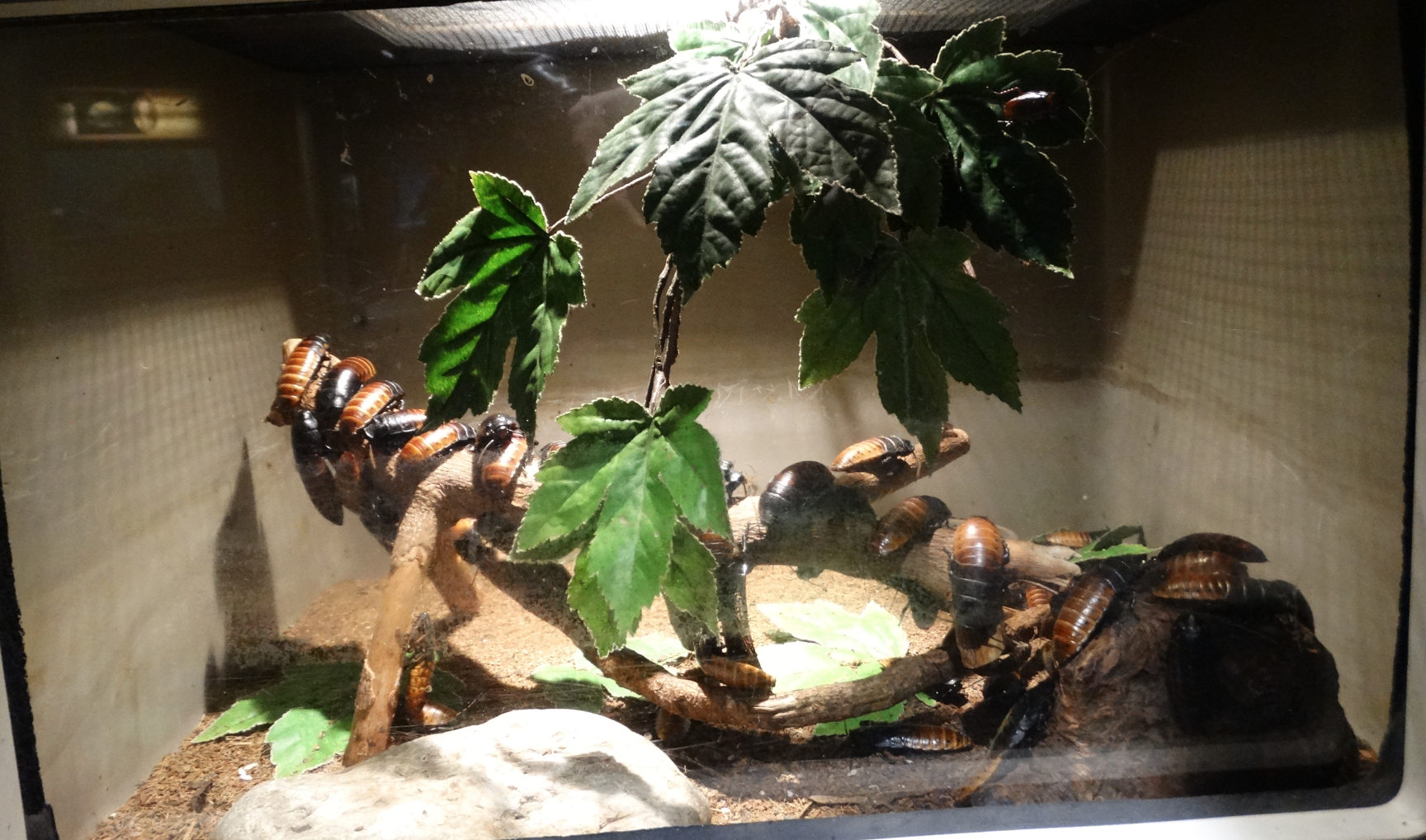 Feb. 2018 - HerpAquarium - Hissing Cockroach Exhibit