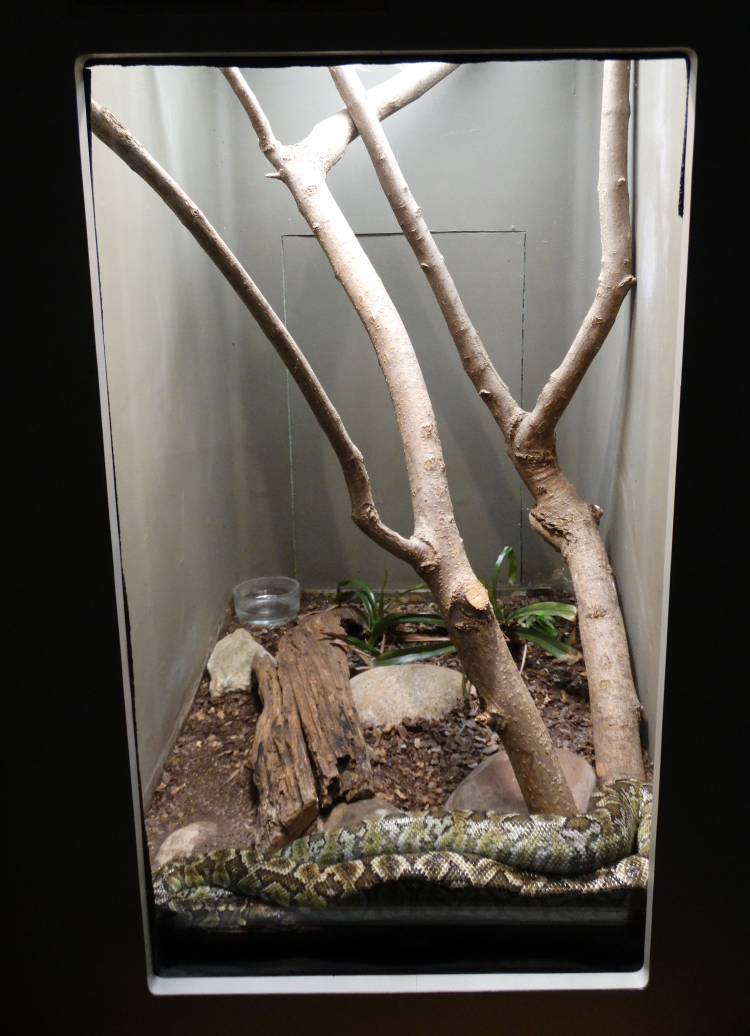 Feb. 2018 - HerpAquarium - Madagascar Tree Boa Exhibit