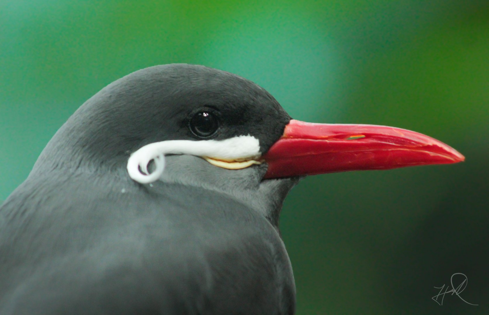 Feb. 2018 - Islands - Islands Pavilion - Inca Tern